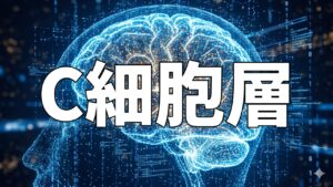 C細胞層