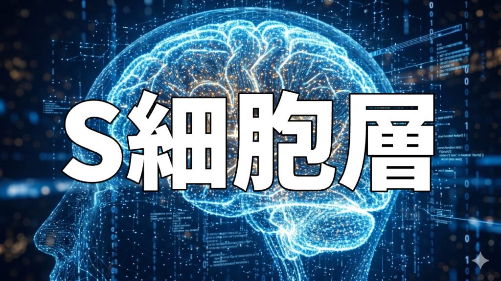 S細胞層