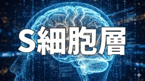 S細胞層
